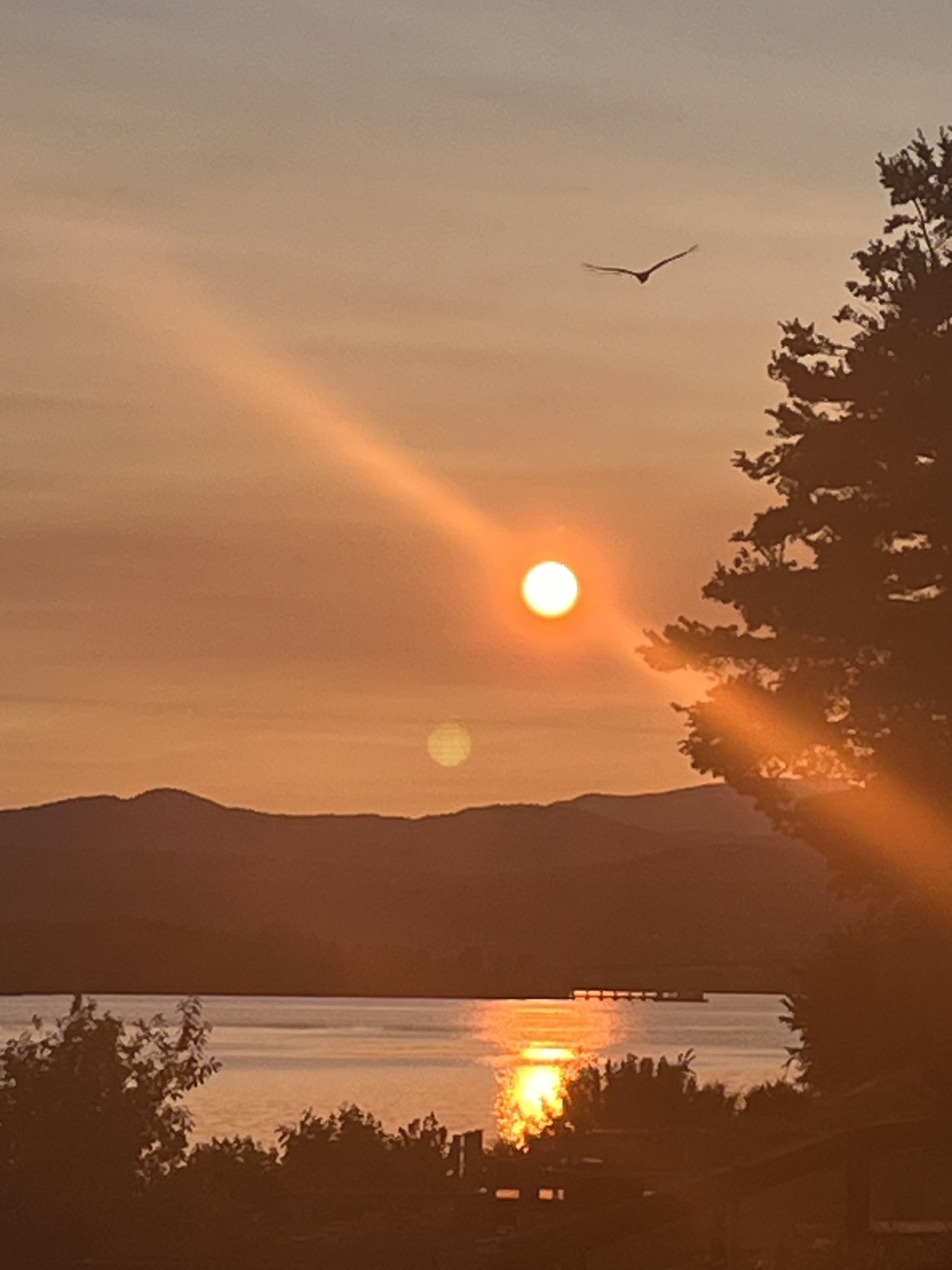 A bird glides past the setting sun over the water at golden hour